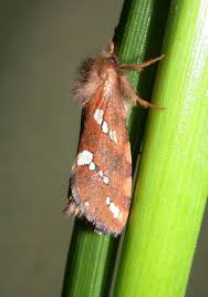 Attēlu rezultāti vaicājumam “Phymatopus hecta”