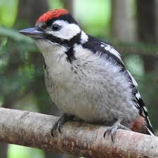 Attēlu rezultāti vaicājumam “Dendrocopos major juvenile”