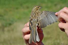 Image result for Emberiza cirlus