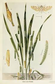 Attēlu rezultāti vaicājumam “Nymphula nitidulata”