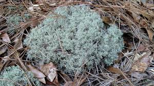 Attēlu rezultāti vaicājumam “Cladonia ciliata”