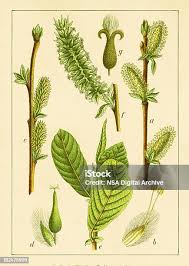 Attēlu rezultāti vaicājumam “Salix aurita flower”