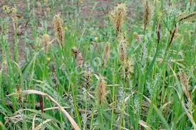 Attēlu rezultāti vaicājumam “Carex pilosa”