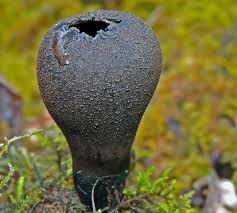 Attēlu rezultāti vaicājumam “Craterium sp.”