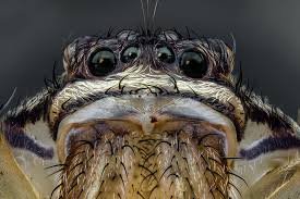 Attēlu rezultāti vaicājumam “Diderma roanense macro”