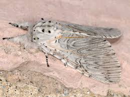 Attēlu rezultāti vaicājumam “Cerura vinula imago”