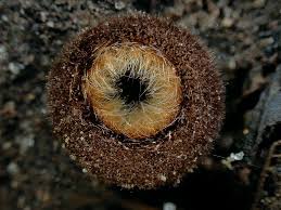 Attēlu rezultāti vaicājumam “Humaria hemisphaerica”