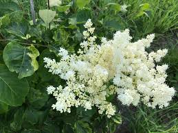 Attēlu rezultāti vaicājumam “Syringa reticulata subsp. amurensis flower”