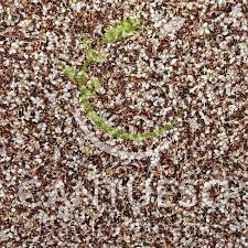 Attēlu rezultāti vaicājumam “Juncus bulbosus leaf”