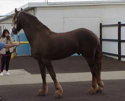 Image result for chestnut friesian