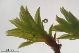 Attēlu rezultāti vaicājumam “Barbula convoluta”