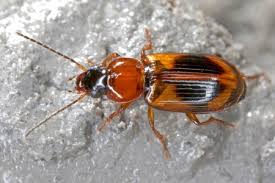 Attēlu rezultāti vaicājumam “Acupalpus flavicollis”