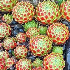 Attēlu rezultāti vaicājumam “Jovibarba globifera fruit”