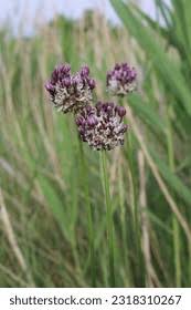 Attēlu rezultāti vaicājumam “Allium scorodoprasum”