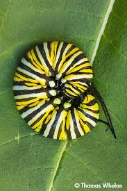 Image result for monarch caterpillar