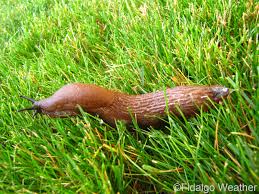 Attēlu rezultāti vaicājumam “Arion rufus”