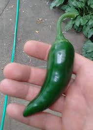 Afbeeldingsresultaat voor jalapeno early hot pepper