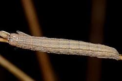 Attēlu rezultāti vaicājumam “Mythimna impura”