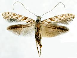 Attēlu rezultāti vaicājumam “Gracillariidae”