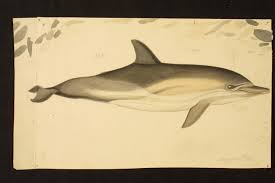Image result for Delphinus delphis