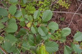 Attēlu rezultāti vaicājumam “Alnus glutinosa flower”