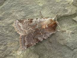 Attēlu rezultāti vaicājumam “Cerastis rubricosa”