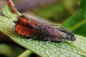 Attēlu rezultāti vaicājumam “Pammene rhediella”