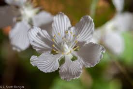 Attēlu rezultāti vaicājumam “Parnassiaceae”