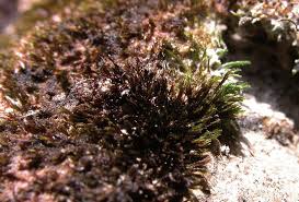 Attēlu rezultāti vaicājumam “Pseudocalliergon turgescens”