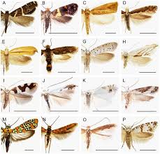 Attēlu rezultāti vaicājumam “Plutellidae”