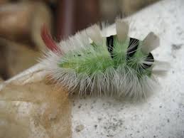 Attēlu rezultāti vaicājumam “Calliteara pudibunda larva”