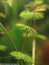 Attēlu rezultāti vaicājumam “Batrachium circinatum leaf”