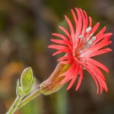 Attēlu rezultāti vaicājumam “Silene dioica flower”