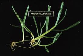 Attēlu rezultāti vaicājumam “Poa trivialis leaf”