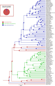 Attēlu rezultāti vaicājumam “Grynocharis oblonga”