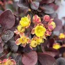 Attēlu rezultāti vaicājumam “Berberis thunbergii flower”