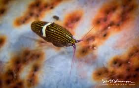 Image result for Seabug Divers