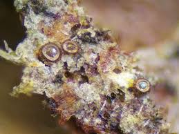 Attēlu rezultāti vaicājumam “Licea chelonoides macro”