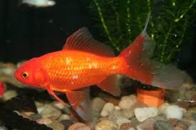 Image result for Cyprinus multitaeniatus