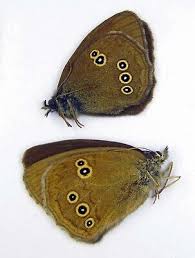 Attēlu rezultāti vaicājumam “Aphantopus hyperantus”