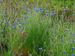 Attēlu rezultāti vaicājumam “Cyanus segetum flower”