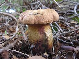 Attēlu rezultāti vaicājumam “Boletales”