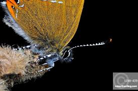 Attēlu rezultāti vaicājumam “Satyrium pruni”