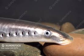 Attēlu rezultāti vaicājumam “Lampetra fluviatilis”