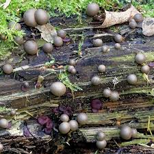 Attēlu rezultāti vaicājumam “Lycogala exiguum aggr. sessile”