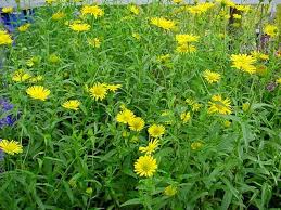 Image result for Buphthalmum salicifolium