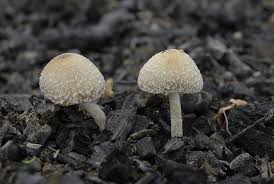 Attēlu rezultāti vaicājumam “Psathyrella pygmaea”