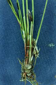 Attēlu rezultāti vaicājumam “Eleocharis quinqueflora”