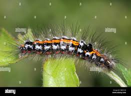 Attēlu rezultāti vaicājumam “Euproctis similis”