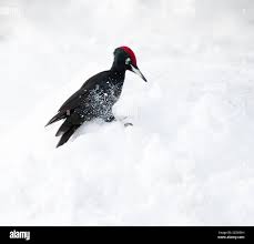 Attēlu rezultāti vaicājumam “Dryocopus martius adult”